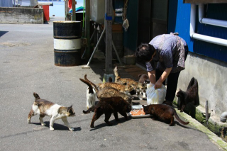 Illustration for article titled Cats Rule These Japanese Islands